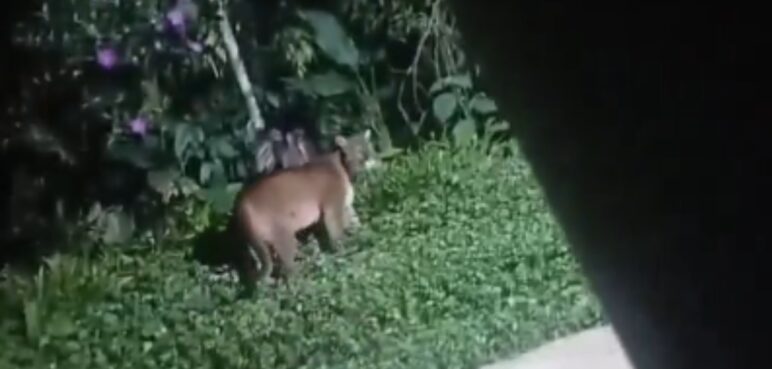 Video muestra puma concolor en Farallones de Cali: autoridades advierten sobre riesgo de caza ilegal