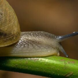 ¿Qué hacer si se encuentra un caracol africano? por nada del mundo lo toque