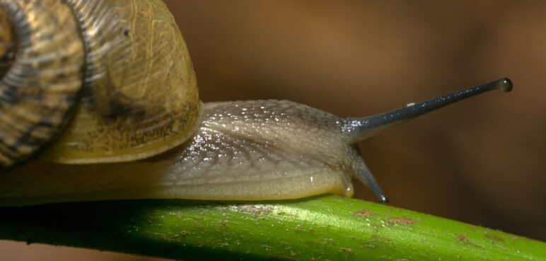 ¿Qué hacer si se encuentra un caracol africano? por nada del mundo lo toque