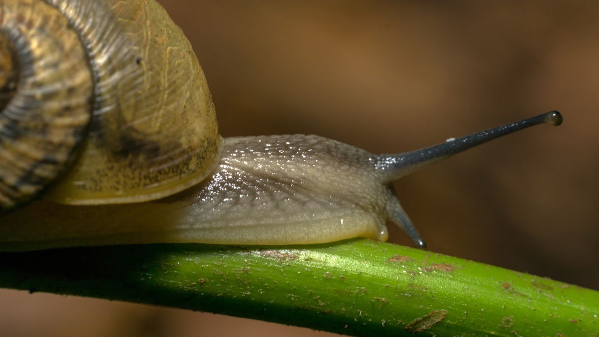 ¿Qué hacer si se encuentra un caracol africano? por nada del mundo lo toque