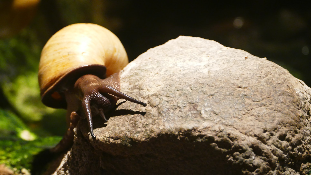 caracol