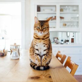 ¿Por qué los gatos detestan que se les cambie la arena?