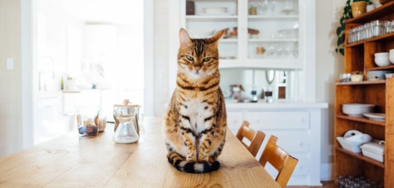 ¿Por qué los gatos detestan que se les cambie la arena?