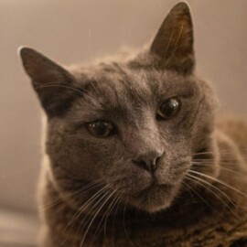Descubre cuándo tu gato entra en la vejez y cómo mejorar su calidad de vida