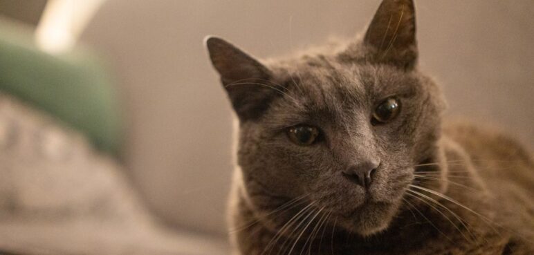 Descubre cuándo tu gato entra en la vejez y cómo mejorar su calidad de vida