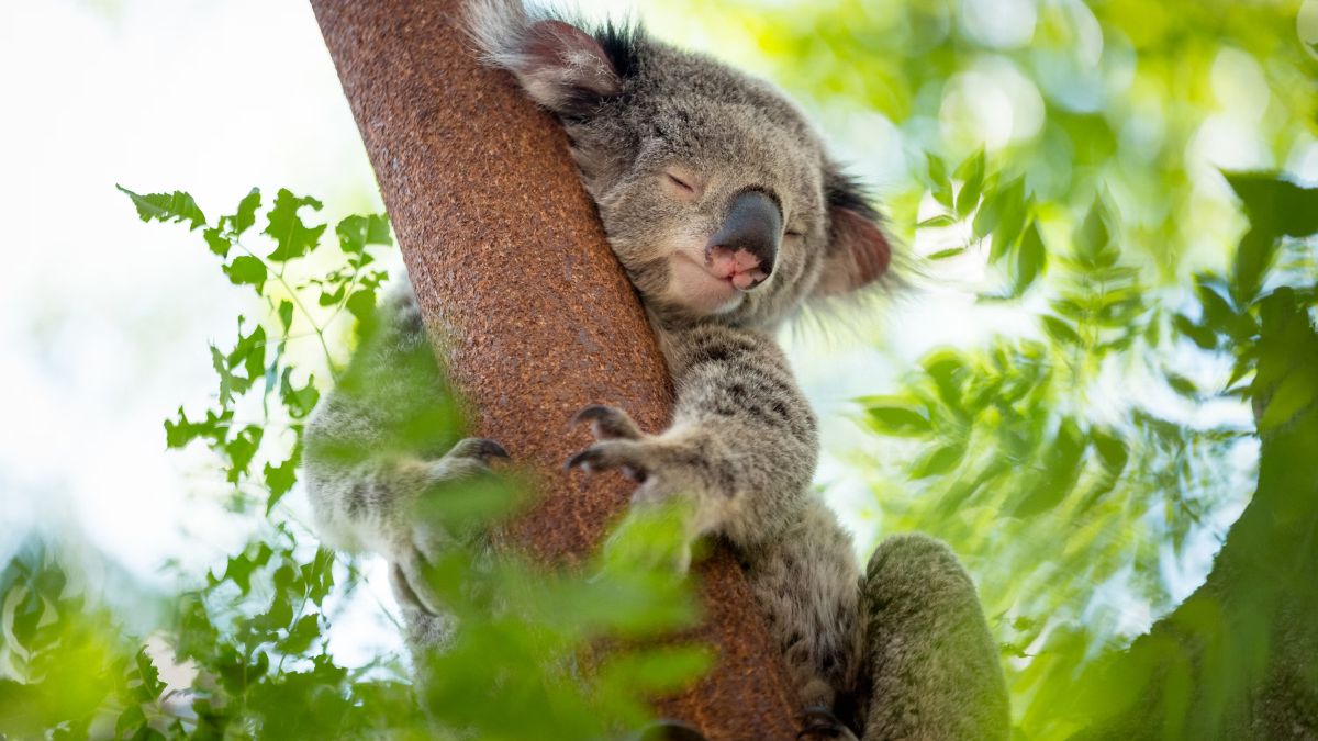 koala (2)