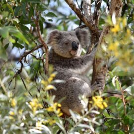 Continúa la indignación en Australia: gobierno decidió sacrificar a cientos de koalas