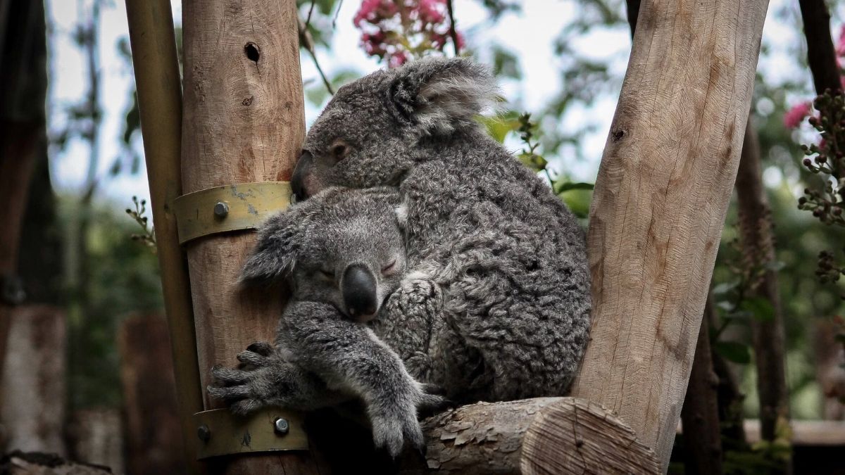 koala (3)