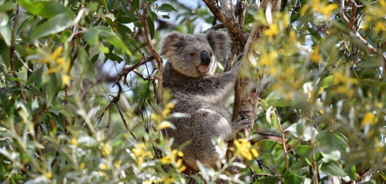 Continúa la indignación en Australia: gobierno decidió sacrificar a cientos de koalas