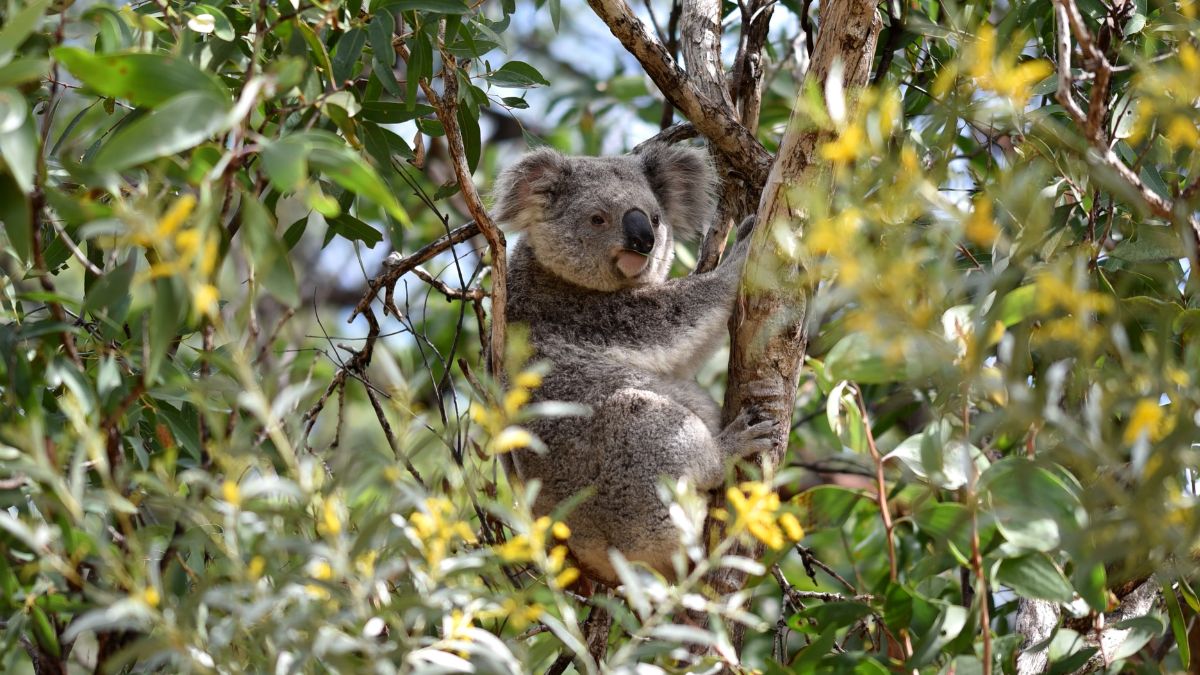 Continúa la indignación en Australia: gobierno decidió sacrificar a cientos de koalas