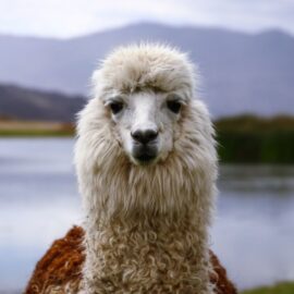Los imperdibles lugares turísticos en Perú; tome nota si visitará el país Inca