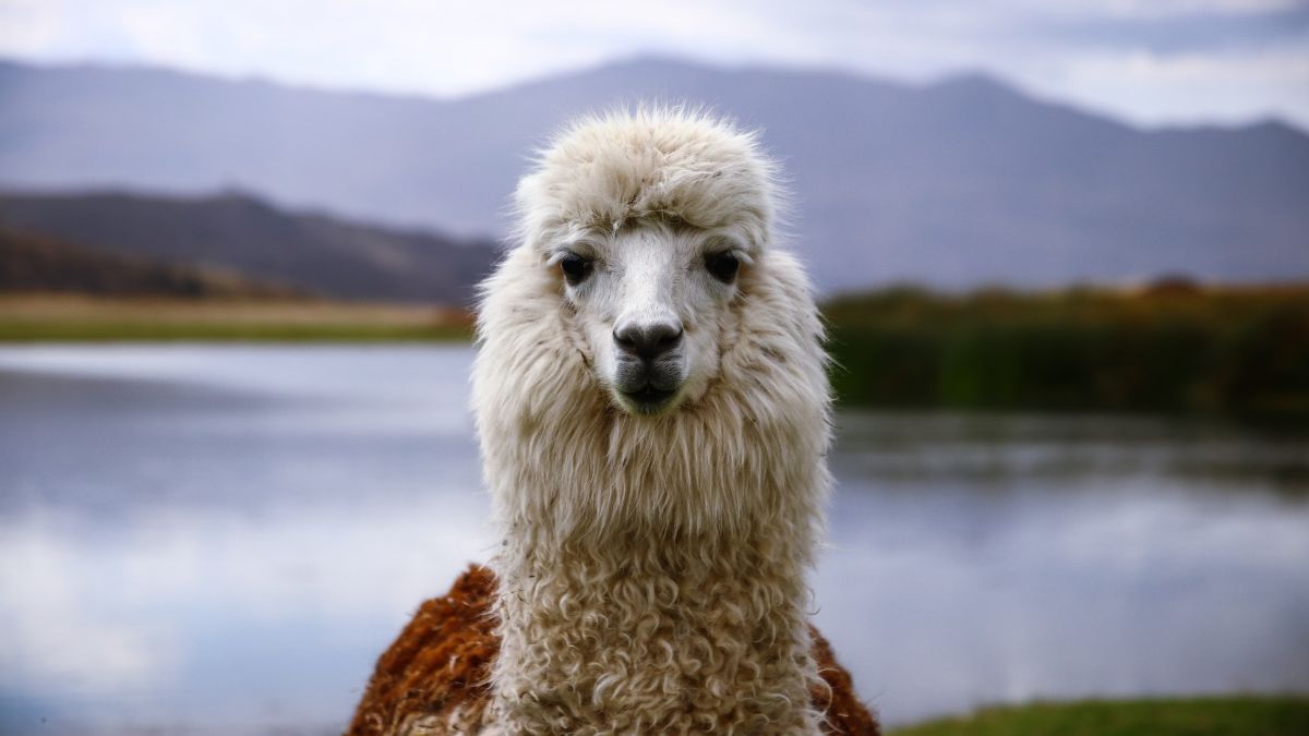 Los imperdibles lugares turísticos en Perú; tome nota si visitará el país Inca