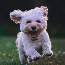 ¿Cómo saber qué edad tiene un perro? así puede conocerla; hay una fórmula