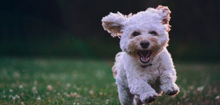 ¿Cómo saber qué edad tiene un perro? así puede conocerla; hay una fórmula