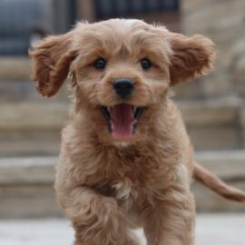 Señales importantes para identificar diabetes en perros: así lo ayuda a vivir mejor