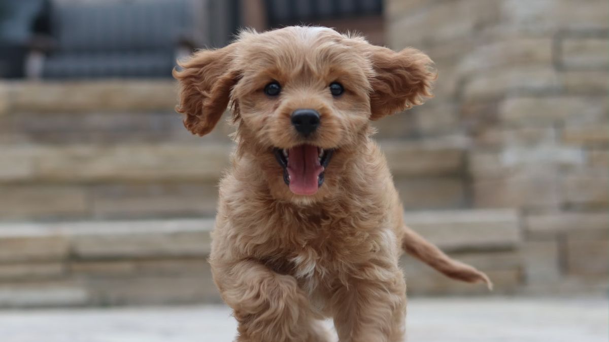 Señales importantes para identificar diabetes en perros: así lo ayuda a vivir mejor