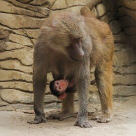Zoológico de Cali hace importante invitación para el miércoles 7 de mayo