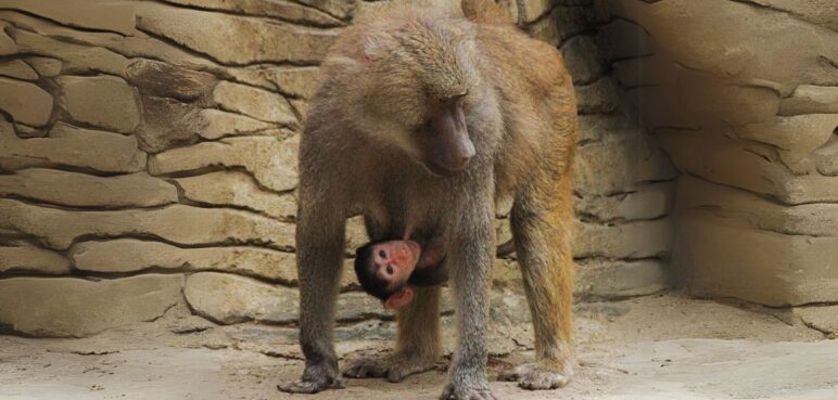 Zoológico de Cali hace importante invitación para el miércoles 7 de mayo