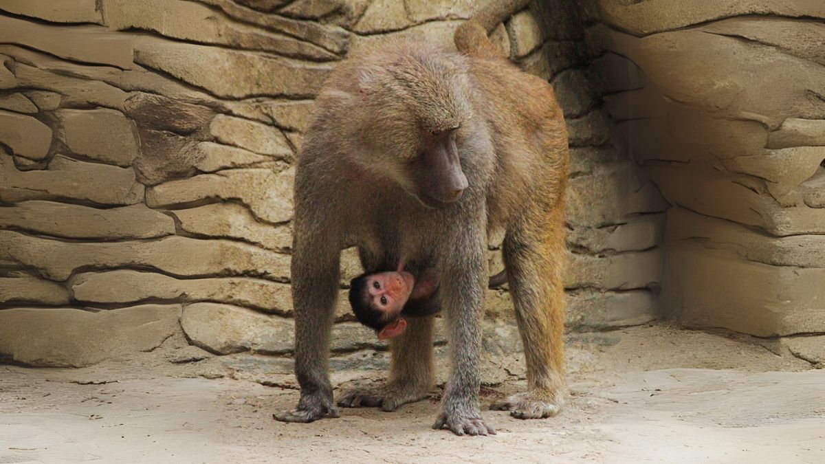 Zoológico de Cali hace importante invitación para el miércoles 7 de mayo