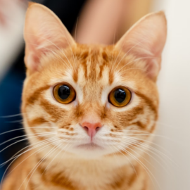 ¿Qué tienen de especial los gatos naranjas? La ciencia descubre su extraña mutación genética