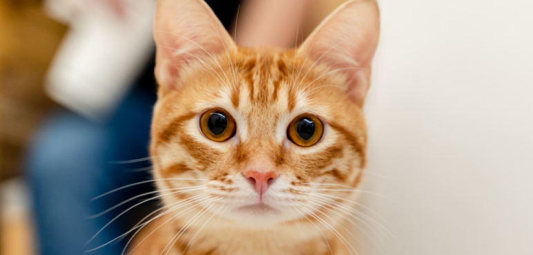 ¿Qué tienen de especial los gatos naranjas? La ciencia descubre su extraña mutación genética