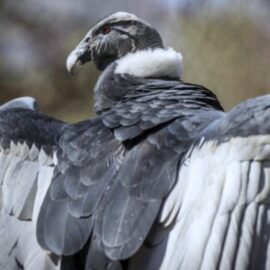 El cóndor y el albatros entre las 500 aves en riesgo de extinción