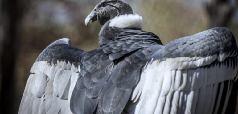 El cóndor y el albatros entre las 500 aves en riesgo de extinción