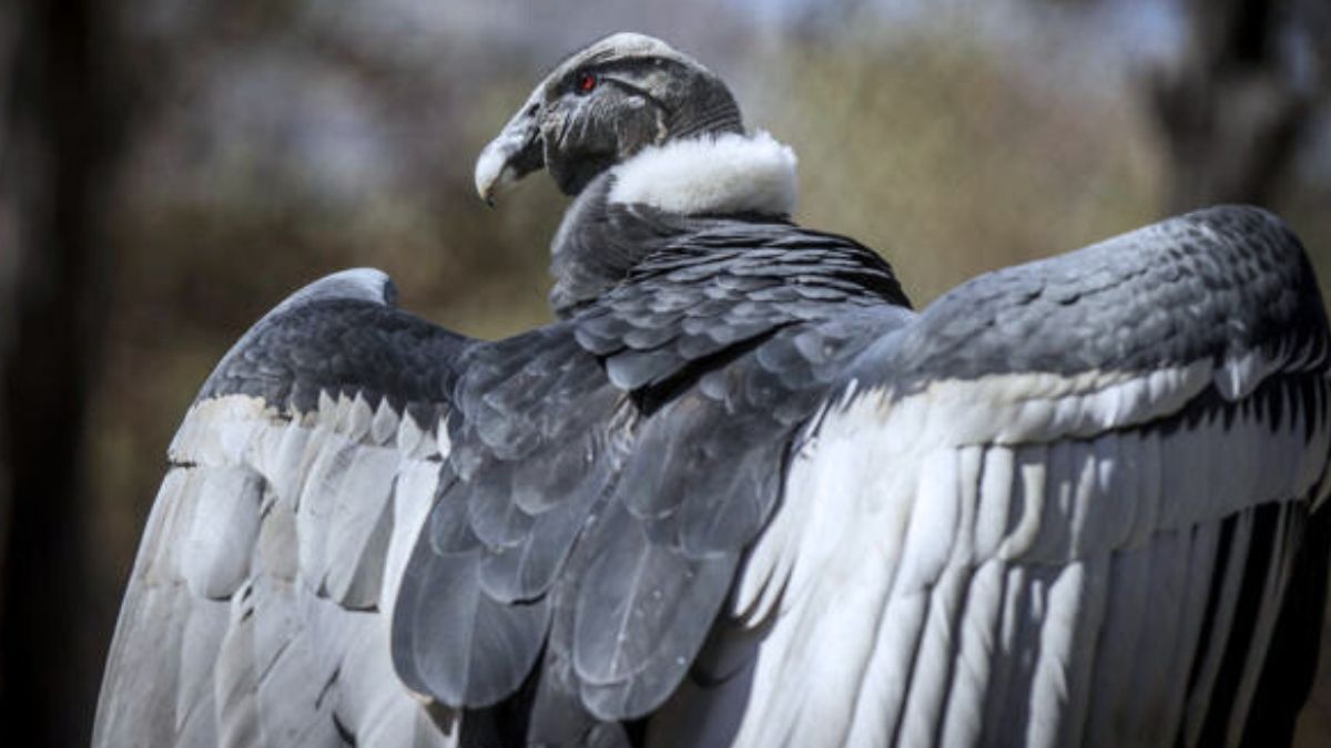 El cóndor y el albatros entre las 500 aves en riesgo de extinción