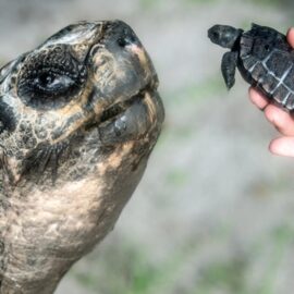 Una paternidad sin edad: tortuga ‘Goliat’ se convierte en padre luego de 100 años