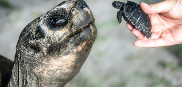 Una paternidad sin edad: tortuga ‘Goliat’ se convierte en padre luego de 100 años