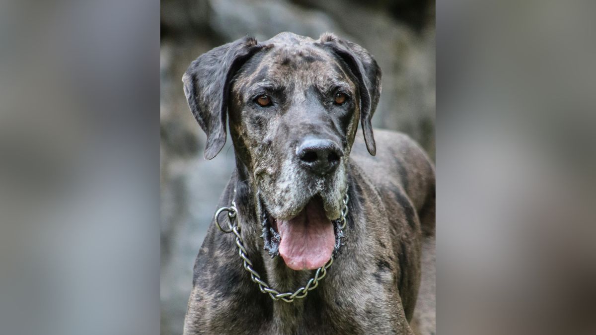 Max, el perro de apoyo emocional que recorre las calles de Cali junto a su compañero David