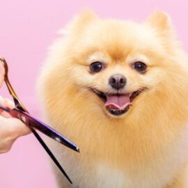 ¿Qué es el grooming canino?: El arte de cuidar y embellecer a nuestras mascotas