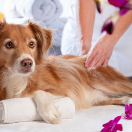 Jornadas gratuitas de esterilización para mascotas en Cali: estos son los puntos