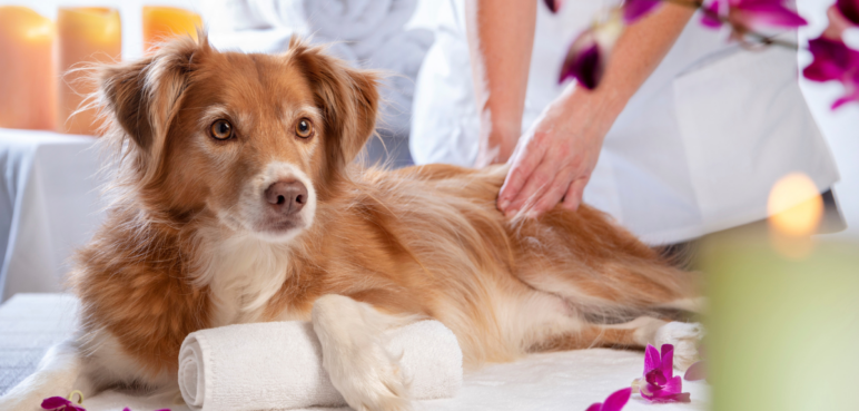 Jornadas gratuitas de esterilización para mascotas en Cali: estos son los puntos