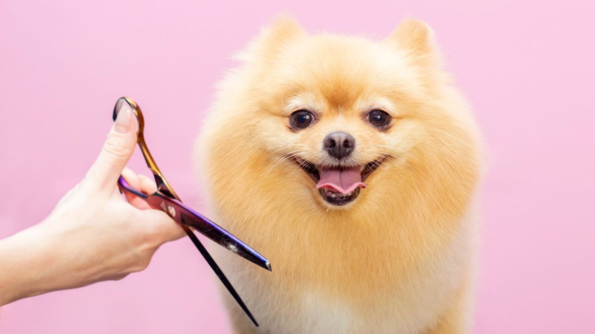 ¿Qué es el grooming canino?: El arte de cuidar y embellecer a nuestras mascotas