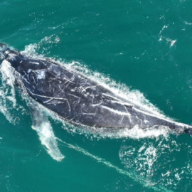 Buscan rescatar a ballena jorobada que lleva días enredada en una cuerda cerca de Sídney