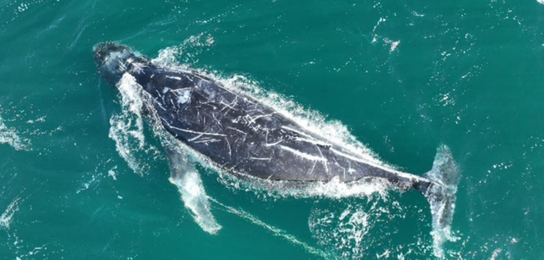 Buscan rescatar a ballena jorobada que lleva días enredada en una cuerda cerca de Sídney