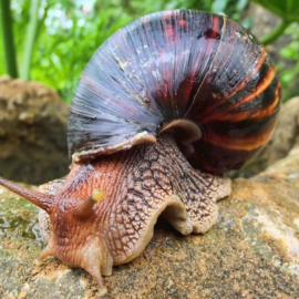 Alerta en Cali por presencia del caracol africano: así puede identificarlo