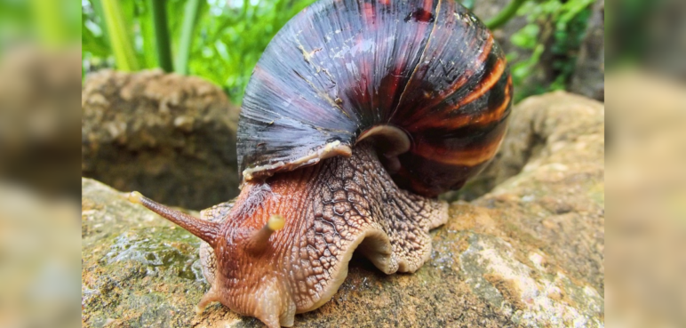 Alerta en Cali por presencia del caracol africano: así puede identificarlo