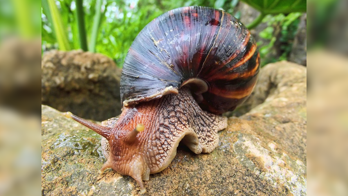 Alerta en Cali por presencia del caracol africano: así puede identificarlo