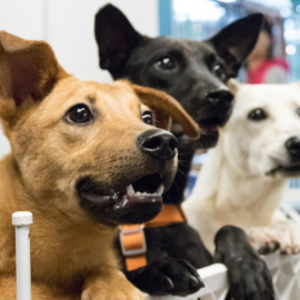 Cali tendrá jornada de adopción animal este fin de semana: así puede participar