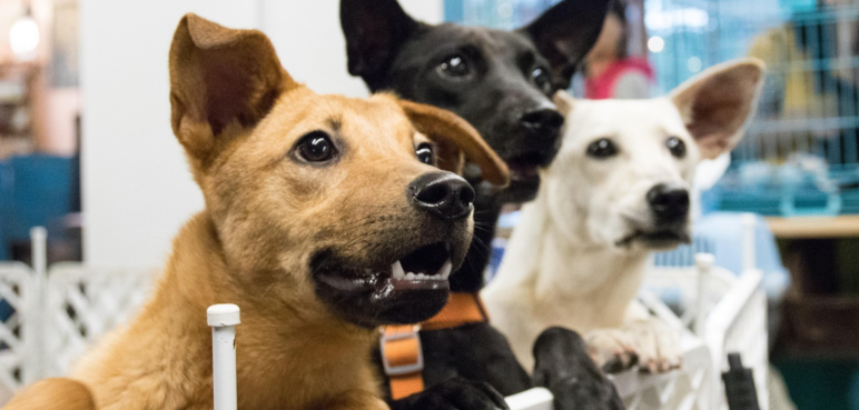 Cali tendrá jornada de adopción animal este fin de semana: así puede participar