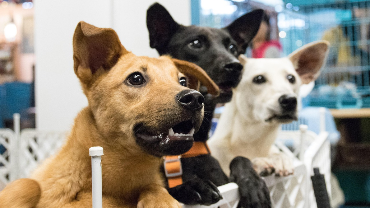 Cali tendrá jornada de adopción animal este fin de semana: así puede participar
