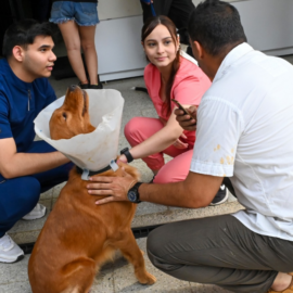 ¿Cómo puede denunciar un caso de maltrato animal en Cali? Estos son los canales de atención