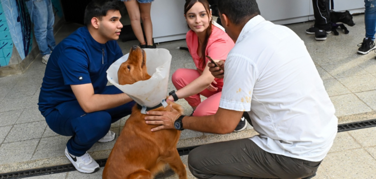 ¿Cómo puede denunciar un caso de maltrato animal en Cali? Estos son los canales de atención