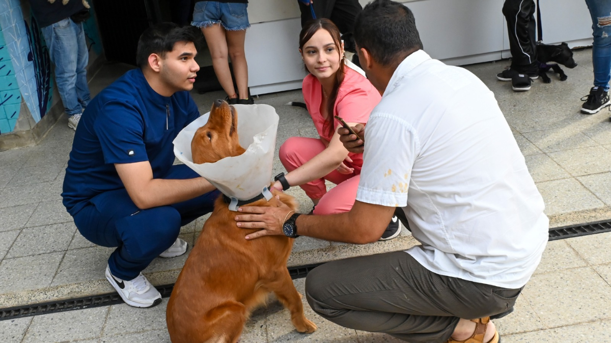 ¿Cómo puede denunciar un caso de maltrato animal en Cali? Estos son los canales de atención