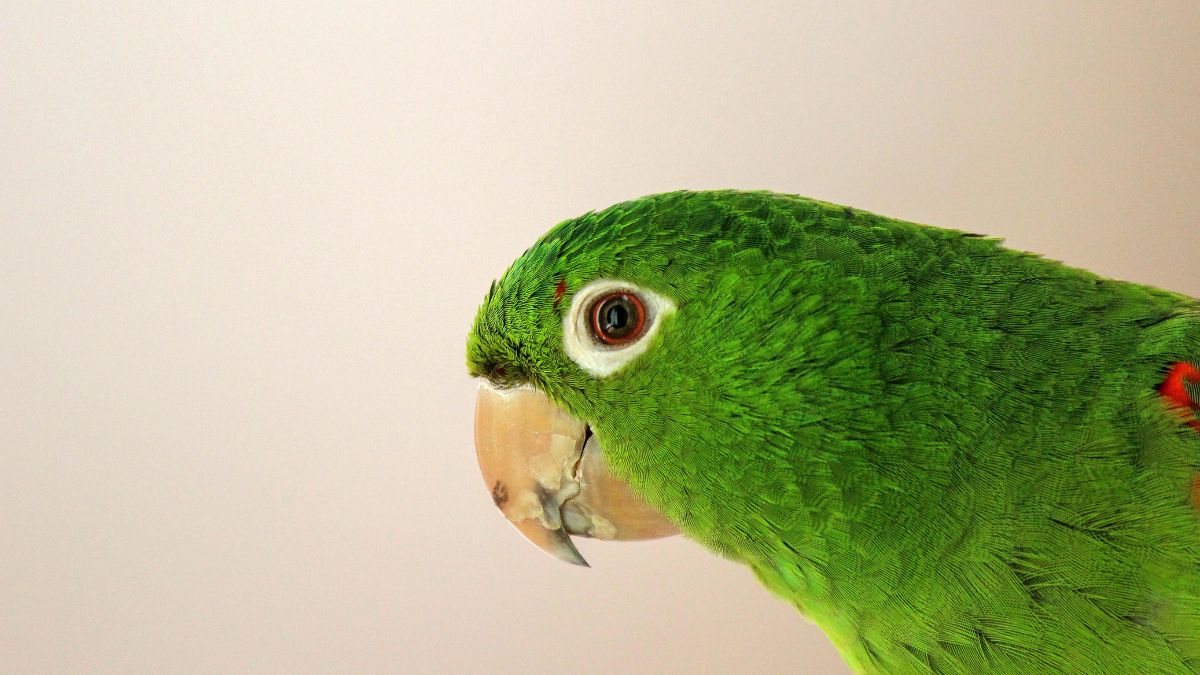 loro (2)
