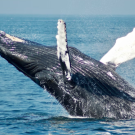 ¿Las ballenas jorobadas intentan comunicarse con los humanos? Esto arrojó estudio