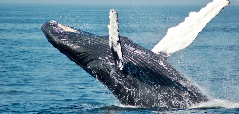 ¿Las ballenas jorobadas intentan comunicarse con los humanos? Esto arrojó estudio