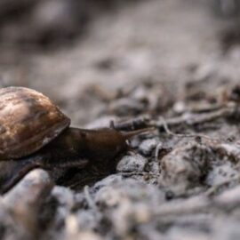 Siete especies invasoras que colonizan Suramérica y amenazan la biodiversidad de la región